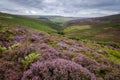 Heather on the Moors