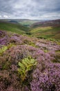 Heather on the Moors