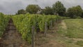 Looking across a row of Sauvignon Blanc vines Royalty Free Stock Photo