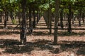 Looking across the vineyard rows Royalty Free Stock Photo