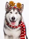 looking alaskan malamute on white background Royalty Free Stock Photo