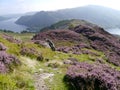 Looking along mountain ridge path surrounded by heather