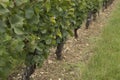 Looking along a row of vines in Sancerre France Royalty Free Stock Photo