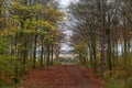 Looking along a tree lined path, in Friston Forest, Sussex Royalty Free Stock Photo