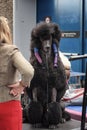 Looking angry big black French poodle with papilots is prepared