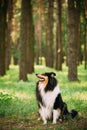 Looking Aside Scottish Rough Long-Haired Collie Lassie Adult Dog