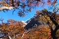 Looking through the autumn leaves at Torres del Paine National Park Royalty Free Stock Photo