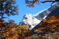 Looking through the autumn leaves at Torres del Paine National Park Royalty Free Stock Photo