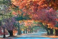 Looking through the avenue while autumn trees provide a canopy. Royalty Free Stock Photo