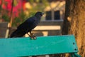 Looking away at the beautiful scenery, a disturbing cannibalistic black crow carries fried chicken in its talon, on a park bench.