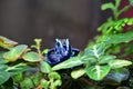 Looking at the Back of a Cobalt Blue Poison Dart Frog Royalty Free Stock Photo