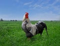 Looking back, the rooster stands against the background of a green field and a blue sky Royalty Free Stock Photo