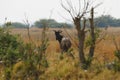 Tsessebe Antelope Looking back Royalty Free Stock Photo