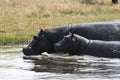 Mum & Baby hippo Royalty Free Stock Photo