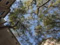 Looking at the treetops at Barcelona`s square