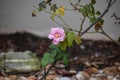 Beautiful pink rose in our garden Royalty Free Stock Photo