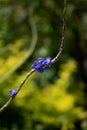 Small violet flowers decorating our garden