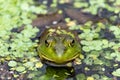 Looking at a green bullfrog in a pond head-on Royalty Free Stock Photo