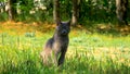 The looking of a brown cat sitting in the grass Royalty Free Stock Photo