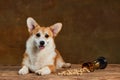 Adorable white brown Welsh corgi dog isolated on dark vintage background. Happy puppy. Concept of beauty, pets love Royalty Free Stock Photo