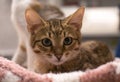 Looking into the camera. A close-up of a cute muzzle of a kitten looking curiously at the camera. At the