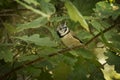 European crested tit Royalty Free Stock Photo