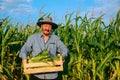 Looking at camera senior male worker carries box of ripe corn, the man shows his crop, front view