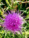 A Purple spikey thistle flower bloom Royalty Free Stock Photo