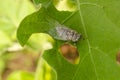 Closeup Back Of Grey Cicada On Green Leaf