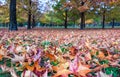 Looking closely at the brightly coloured autumn leaves on the ground Royalty Free Stock Photo