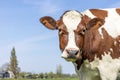 Looking cow cheerful, red and white gentle curious portrait, pink nose, in front of a blue sky