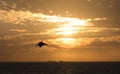 Looking at dark silhouette of pelicane from Sunshine Skyway Bridge during sunset Royalty Free Stock Photo