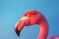 Looking day feathers animal flamingo pink elegance beak zoo closeup birds wild wildlife nature neck