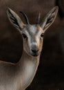 The looking deer Royalty Free Stock Photo