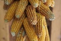 Corn cobs hung to dry for cattle feed.