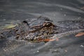 Looking Directly into the Eye of an Alligator