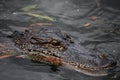 Looking Directly into the Eyes of a Gator