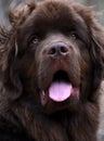 Looking Directly into the Face of a Brown Newfie Dog