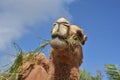 Looking Directly Into the Face of a Chewing Camel Royalty Free Stock Photo