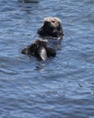 Looking Directly into the Face of a Cute Sea Otter