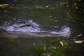 Looking Directly into the Face of a Gator