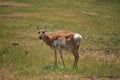 Looking Directly into the Face of a Pronghorn Doe Royalty Free Stock Photo