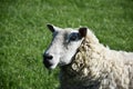 Looking Directly into the Face of a Shaggy Sheep