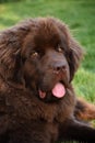 Looking Directly into the Sweet Face of a Brown Newfie