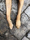 Looking down from above onto the slender legs and paws of a pet dog on a hard stone surface Royalty Free Stock Photo