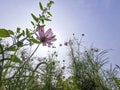 Low angle shot of pink flowers that look exceptionally transparent and beautiful in the blue sky and sunlight