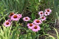 Looking down at bright, pretty, delicate pink coneflowers in the Riverfront neighborhood of Wilmington, Delaware