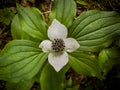 Looking Down On Bunchberry Bloom In Olympic Royalty Free Stock Photo
