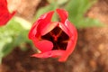 looking down into center of red tulip (passion, love, lust) wooing