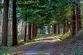 Tree lined autumn country lane Royalty Free Stock Photo